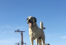 Kazan Restoran’da Lezzet ve Ayrıcalıklı Hizmet